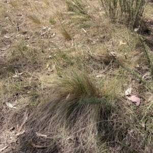 Nassella trichotoma at Majura, ACT - 1 Oct 2023