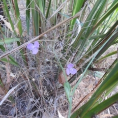 Patersonia (genus) at Avoca, QLD - 30 Apr 2023 by Gaylesp8