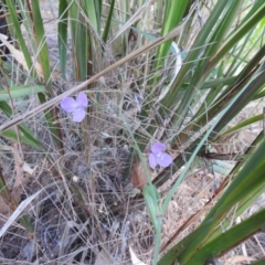 Unidentified Lily or Iris at Avoca, QLD - 30 Apr 2023 by Gaylesp8