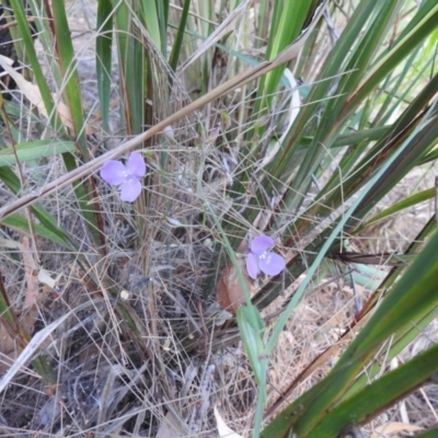 Patersonia sp. at Avoca, QLD - 30 Apr 2023 by Gaylesp8