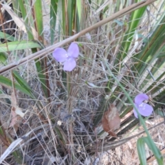 Patersonia (genus) at Avoca, QLD - 30 Apr 2023 02:48 PM