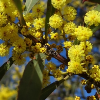 Apiformes (informal group) (Unidentified bee) at Denman Prospect 2 Estate Deferred Area (Block 12) - 16 Aug 2023 by Miranda