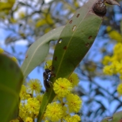 Apiformes (informal group) at Denman Prospect, ACT - 16 Aug 2023