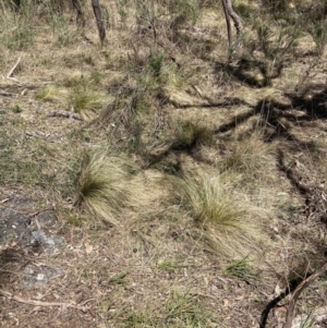 Nassella trichotoma at Majura, ACT - 1 Oct 2023 01:05 PM