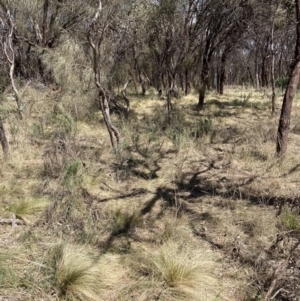 Nassella trichotoma at Majura, ACT - 1 Oct 2023