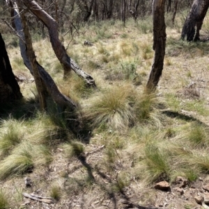 Nassella trichotoma at Majura, ACT - 1 Oct 2023 01:38 PM