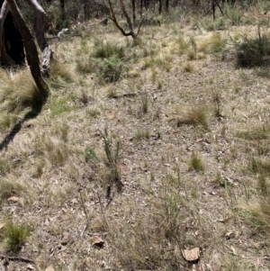 Nassella trichotoma at Majura, ACT - 1 Oct 2023 01:38 PM