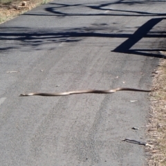 Pseudonaja textilis (Eastern Brown Snake) at Mount Painter - 30 Sep 2023 by CathB