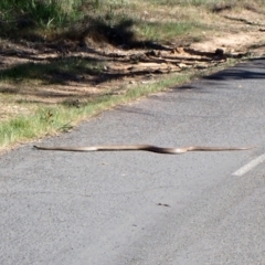 Pseudonaja textilis at Belconnen, ACT - 1 Oct 2023