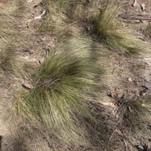 Nassella trichotoma at Majura, ACT - 1 Oct 2023 01:57 PM