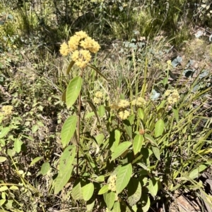 Pomaderris elliptica at Palerang, NSW - 1 Oct 2023