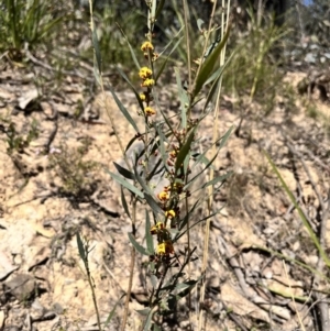 Daviesia mimosoides at Palerang, NSW - 1 Oct 2023