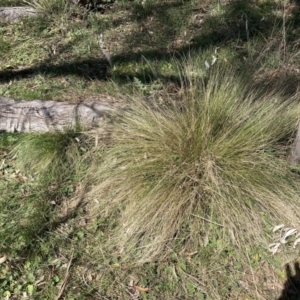 Nassella trichotoma at Majura, ACT - 1 Oct 2023