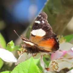 Vanessa itea (Yellow Admiral) at Braidwood, NSW - 29 Sep 2023 by MatthewFrawley