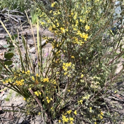 Pultenaea altissima (Tall Bush-pea) at Palerang, NSW - 1 Oct 2023 by courtneyb