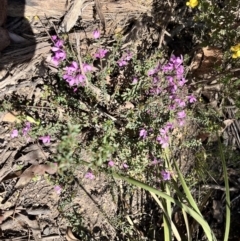 Tetratheca bauerifolia (Heath Pink-bells) at Palerang, NSW - 1 Oct 2023 by courtneyb