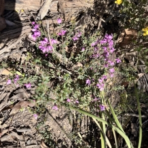 Tetratheca bauerifolia at Palerang, NSW - 1 Oct 2023