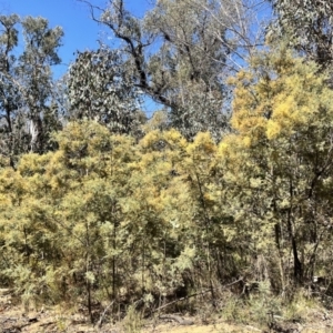 Acacia dealbata at Palerang, NSW - 1 Oct 2023 01:55 PM