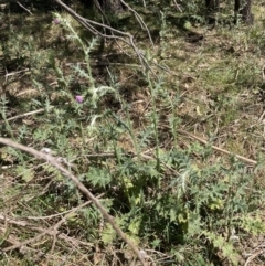 Carduus pycnocephalus (Slender Thistle) at Majura, ACT - 1 Oct 2023 by waltraud