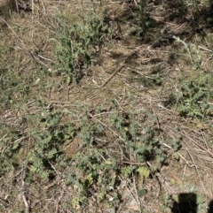 Carduus pycnocephalus at Majura, ACT - 1 Oct 2023