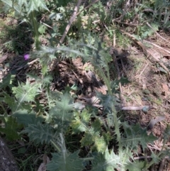 Carduus pycnocephalus at Majura, ACT - 1 Oct 2023