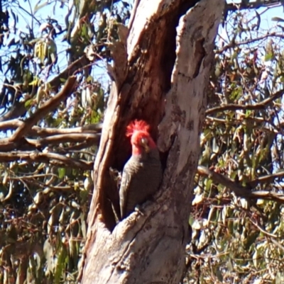 Callocephalon fimbriatum (Gang-gang Cockatoo) at Aranda Bushland - 30 Sep 2023 by CathB
