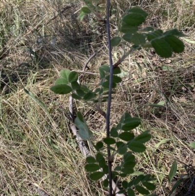 Sorbus domestica (Service Tree) at Majura, ACT - 1 Oct 2023 by waltraud