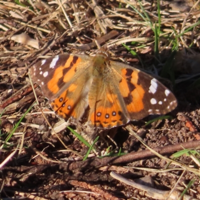 Vanessa kershawi (Australian Painted Lady) at Braidwood, NSW - 30 Sep 2023 by MatthewFrawley