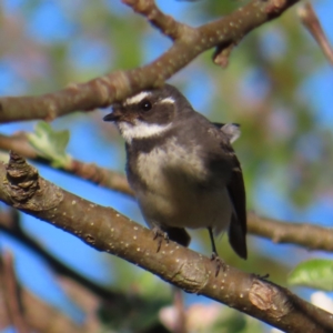 Rhipidura albiscapa at Braidwood, NSW - 30 Sep 2023