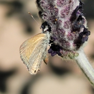 Nacaduba biocellata at Wamboin, NSW - 1 Oct 2023