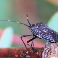 Poecilometis patruelis (Gum Tree Shield Bug) at Wodonga, VIC - 1 Oct 2023 by KylieWaldon