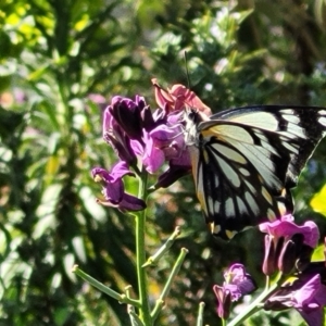 Belenois java at Wamboin, NSW - 1 Oct 2023