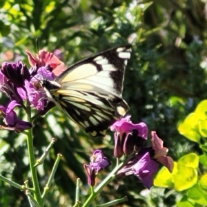 Belenois java at Wamboin, NSW - 1 Oct 2023