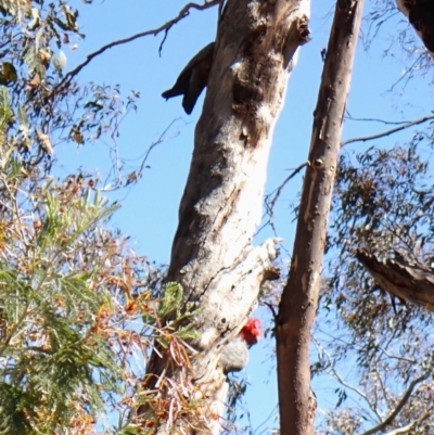 Callocephalon fimbriatum (Gang-gang Cockatoo) at Belconnen, ACT - 1 Oct 2023 by CathB