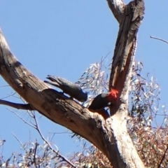 Callocephalon fimbriatum at Belconnen, ACT - suppressed