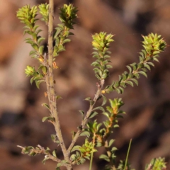 Pultenaea procumbens at Bruce, ACT - 1 Oct 2023