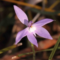 Glossodia major (Wax Lip Orchid) at Bruce, ACT - 30 Sep 2023 by ConBoekel