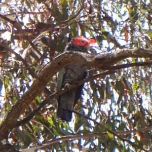 Callocephalon fimbriatum at Belconnen, ACT - 1 Oct 2023