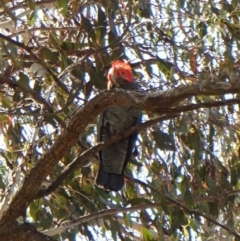 Callocephalon fimbriatum at Belconnen, ACT - 1 Oct 2023