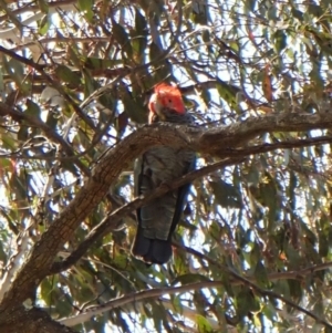 Callocephalon fimbriatum at Belconnen, ACT - 1 Oct 2023