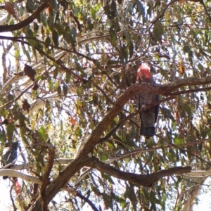 Callocephalon fimbriatum at Belconnen, ACT - 1 Oct 2023