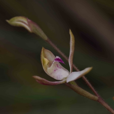Caladenia moschata (Musky Caps) at Bruce Ridge to Gossan Hill - 1 Oct 2023 by ConBoekel
