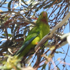 Polytelis swainsonii at Stirling, ACT - 1 Oct 2023