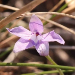 Glossodia major (Wax Lip Orchid) at Bruce Ridge to Gossan Hill - 1 Oct 2023 by ConBoekel