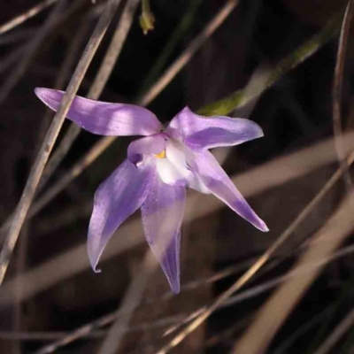 Glossodia major (Wax Lip Orchid) at Bruce, ACT - 30 Sep 2023 by ConBoekel