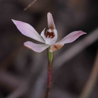 Caladenia fuscata (Dusky Fingers) at Bruce Ridge to Gossan Hill - 1 Oct 2023 by ConBoekel