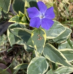 Vinca major at Karabar, NSW - 1 Oct 2023 01:58 PM