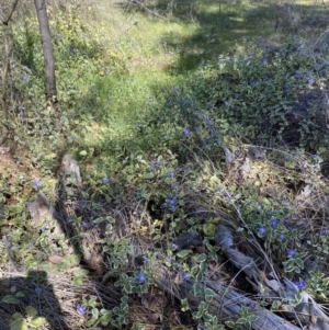 Vinca major at Karabar, NSW - 1 Oct 2023