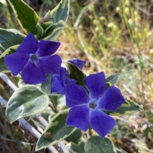 Vinca major at Karabar, NSW - 1 Oct 2023