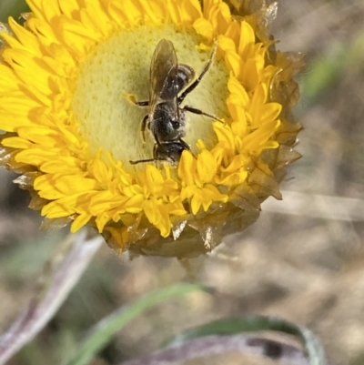 Lasioglossum (Chilalictus) lanarium (Halictid bee) at Mount Jerrabomberra - 1 Oct 2023 by Steve_Bok